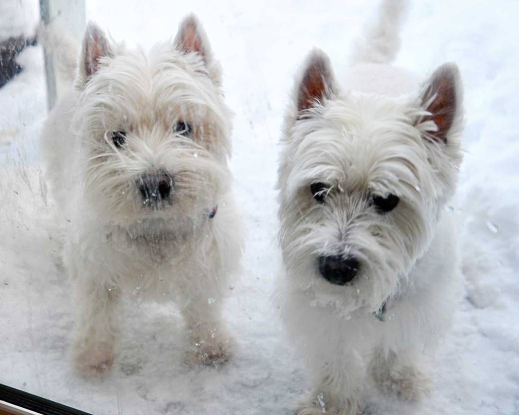 angusandcharlesat-door