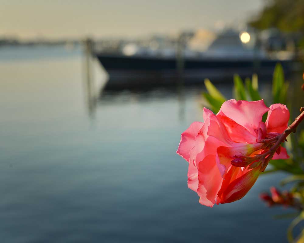 flowerandboat