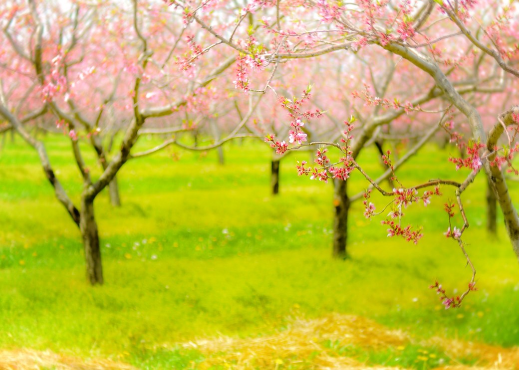 orchard3