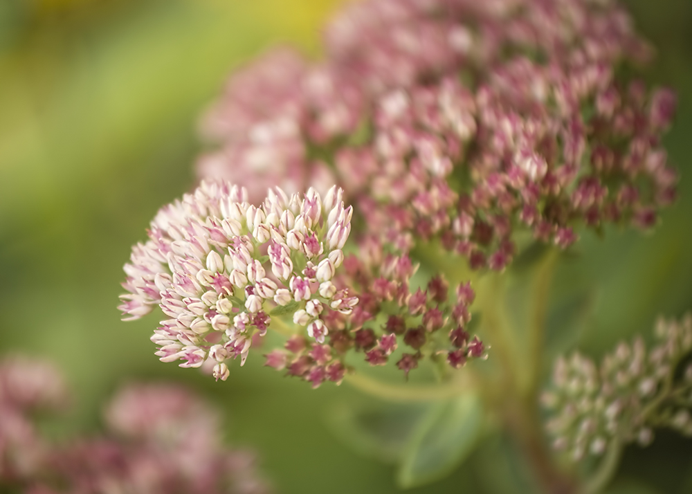sedum2-1000
