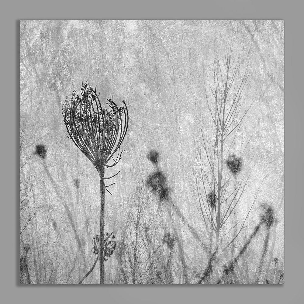 black and white abstract1000