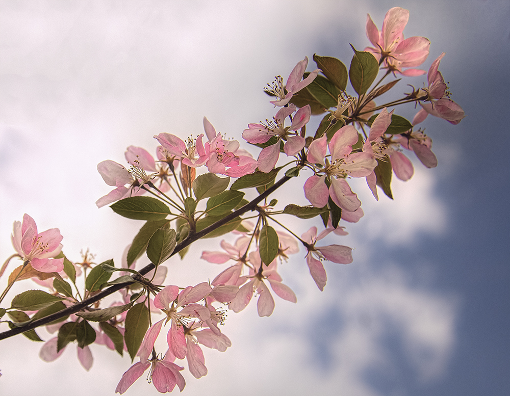 crabapple blossom