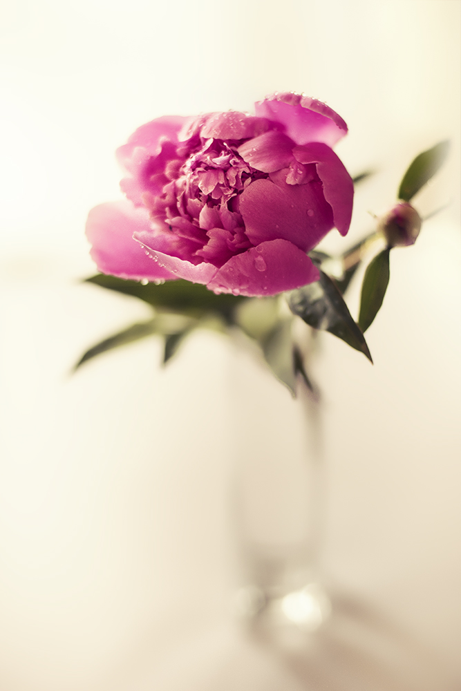 peony garden portrait