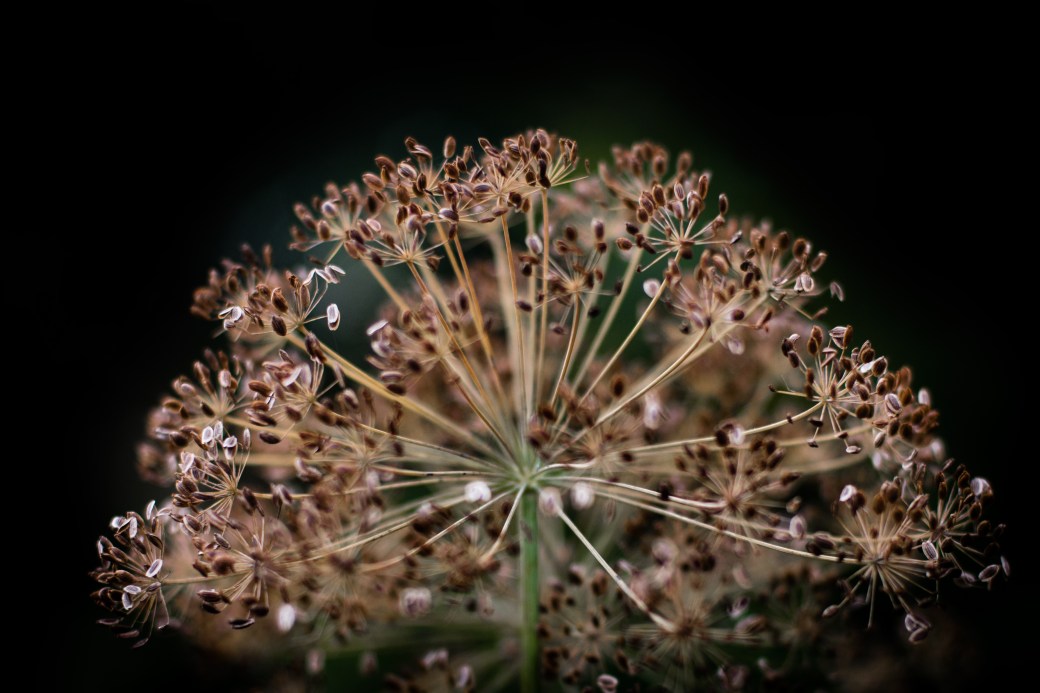 magical seedheadsrgb