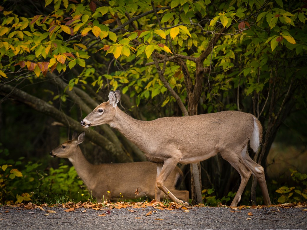 TWO DEER
