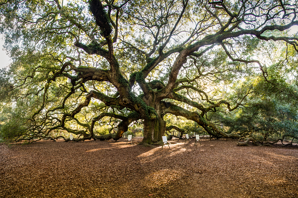 angel oak smallerlr
