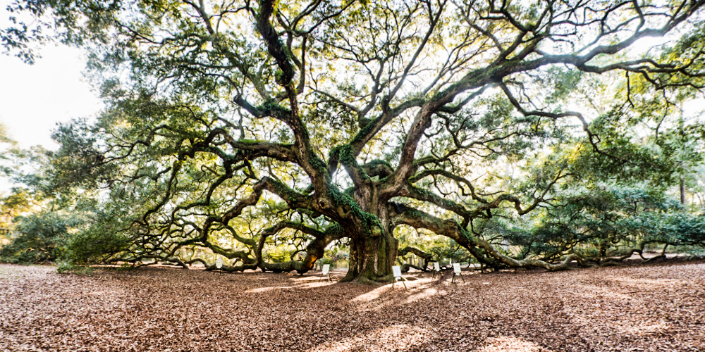 pano tree3lr