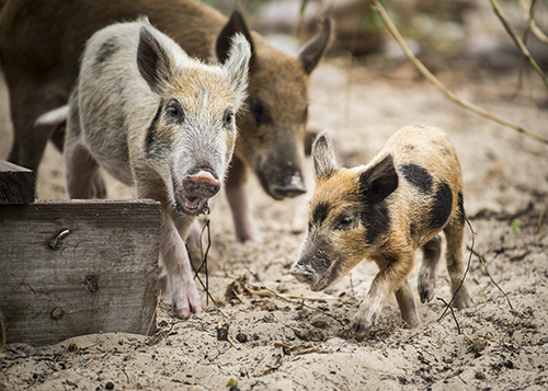 Pigcaploy Piggyville… | Sherrygaley.com