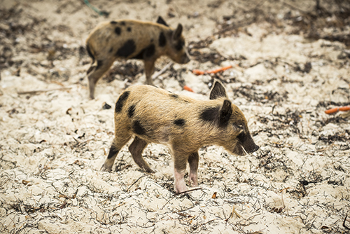Pigcaploy Piggyville… | Sherrygaley.com