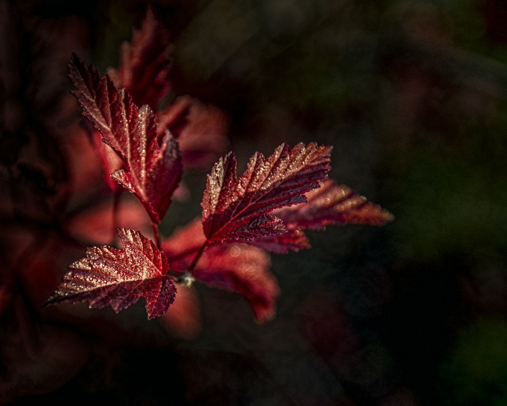 morning-in-the-garden