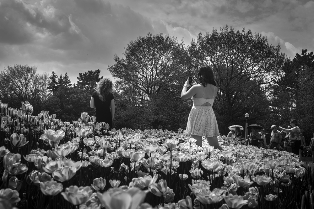 pictur taking tulip fest